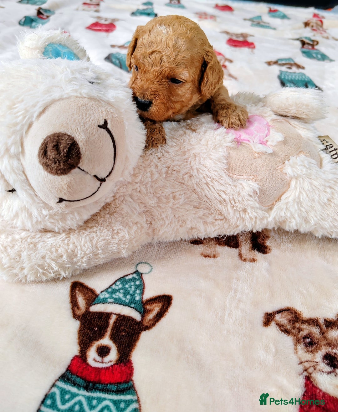 Cavapoo dogs for sale: TOY CAVAPOO DNA TESTED PARENTS AND GRANDPARENTS  - Image 29