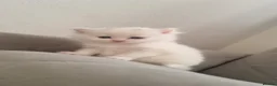 British Longhair cats for sale: Kitten&British long hair and persian - Advert 5