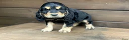 Cocker Spaniel dogs for sale: show type cocker spaniel puppy’s  - Advert 20