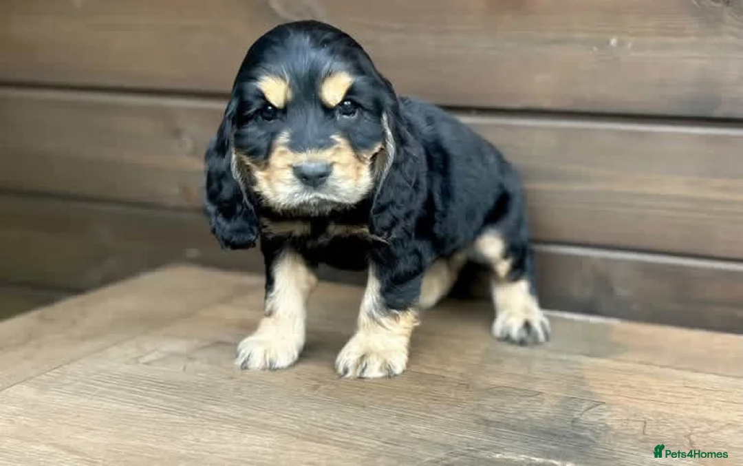 Cocker Spaniel dogs for sale: show type cocker spaniel puppy’s  - Advert 20