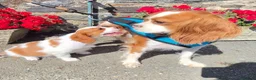 King Charles Spaniel dogs for sale: Beautiful Single Female King Charles Spaniel - Advert 7