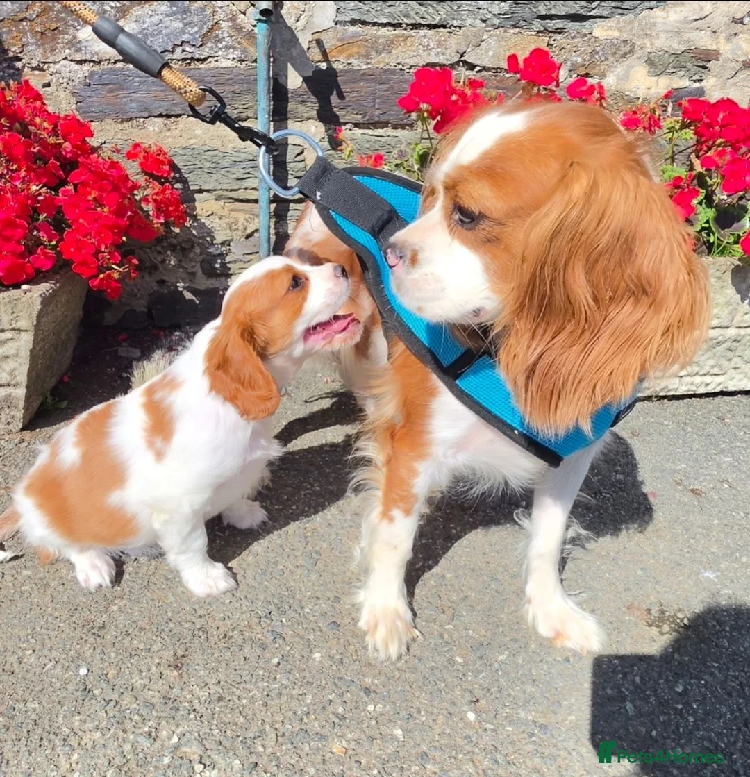 King Charles Spaniel dogs for sale: Beautiful Single Female King Charles Spaniel - Advert 7