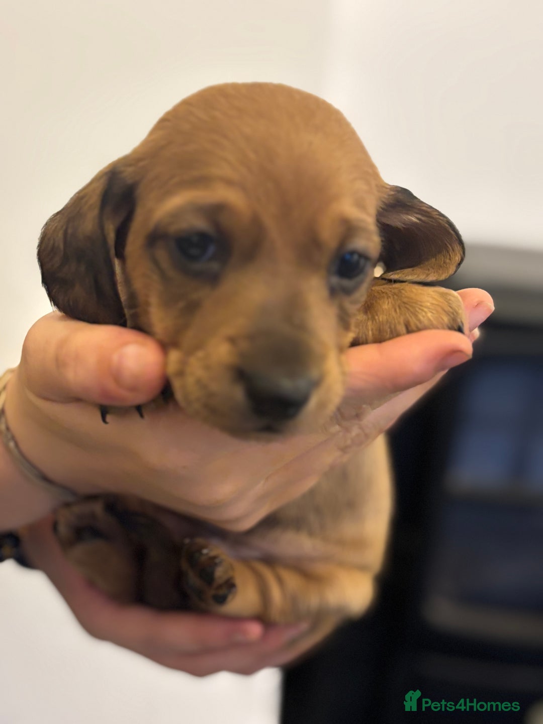 Miniature Dachshund dogs for sale: Miniature dachshund puppies  - Advert 13