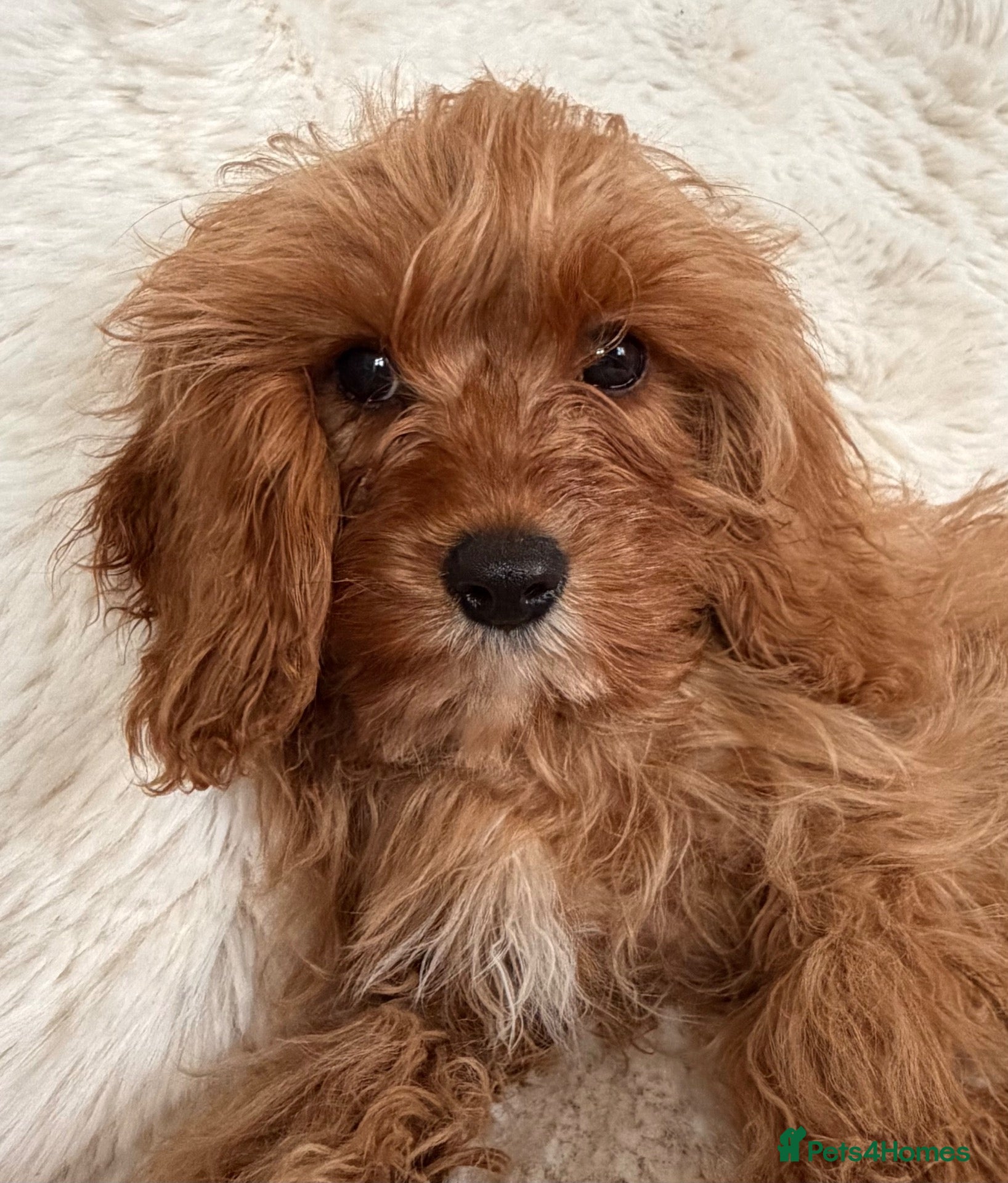 Cavapoo dogs Cavapoo Puppies - Advert 2