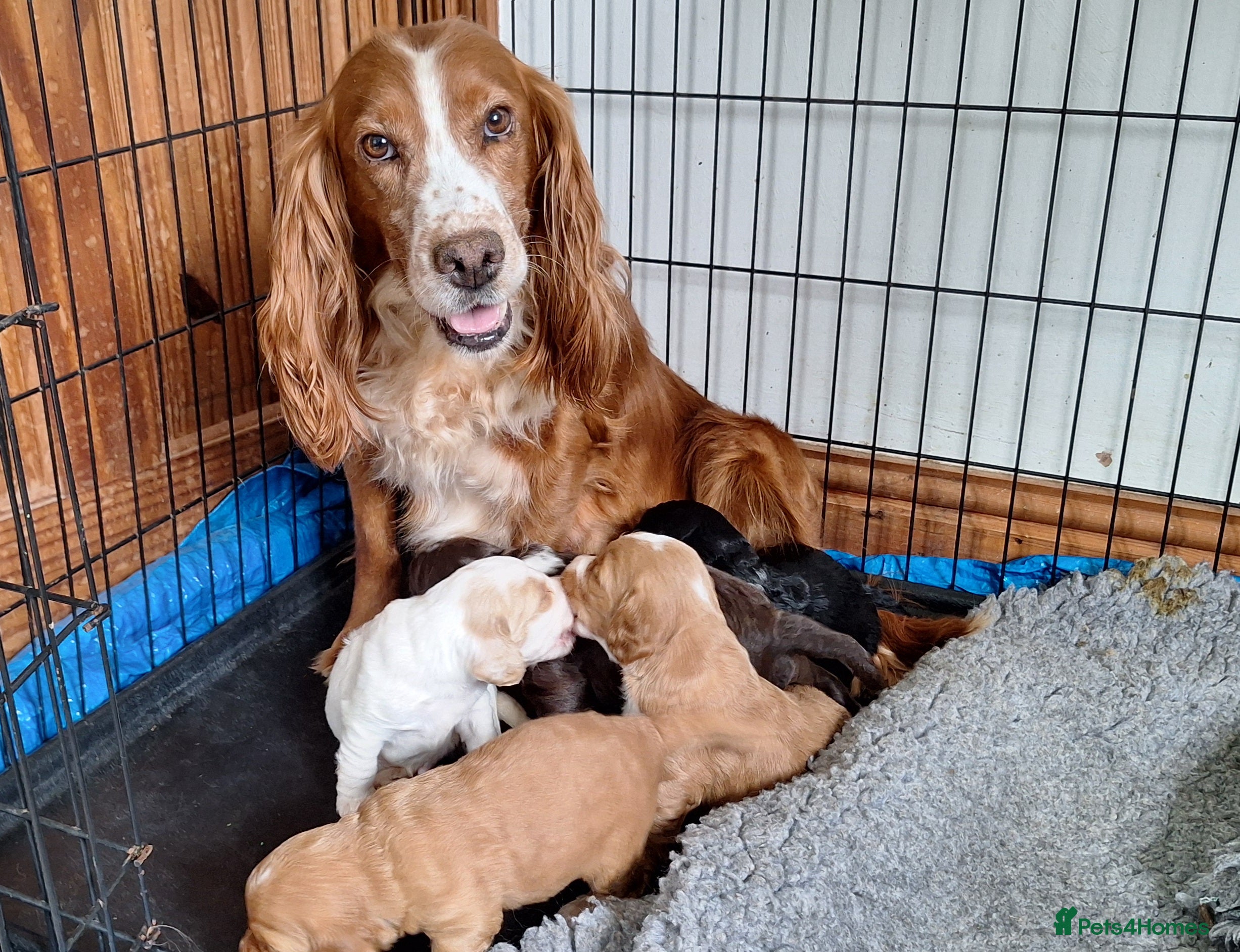 Cockapoo dogs Gorgeous litter of Cockapoo pups  - Advert 1