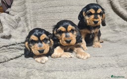 Cocker Spaniel dogs for sale: KC reg Sable Show Type Cocker Spaniels  - Image 5