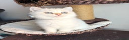 Scottish Fold cats for sale: 😻Last Two Stunning Scottish straight girls 😻 - Advert 34