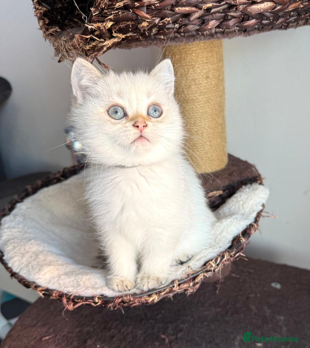 Scottish Fold cats for sale: 😻Last Two Stunning Scottish straight girls 😻 - Advert 34