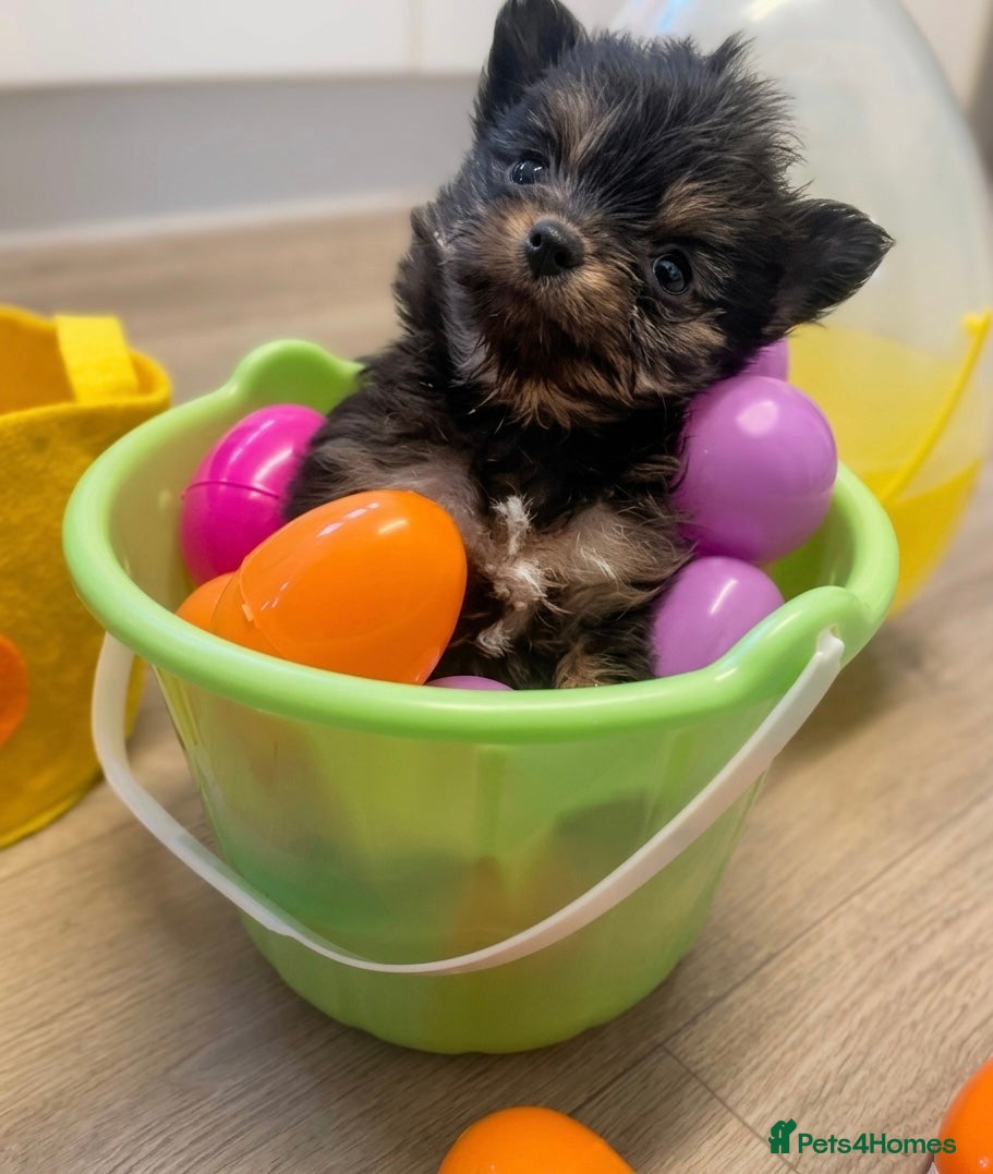 Pomeranian dogs Mini Pomeranian puppy - Advert 10