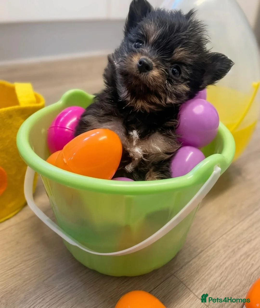 Pomeranian dogs for sale: Mini Pomeranian puppy - Advert 1