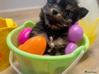 Pomeranian dogs Mini Pomeranian puppy - Advert 10