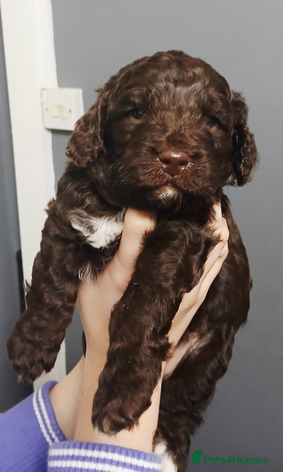 Cockapoo dogs for sale: F1 miniature cockapoos available 16th feb - Advert 10