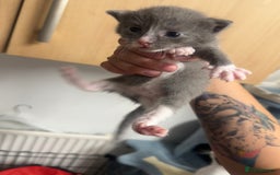 Domestic Shorthair cats for sale: Grey Kittens - Image 12
