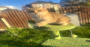 British Shorthair cats in Hayes - Advert 12