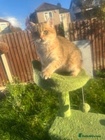 British Shorthair cats in Hayes - Advert 2