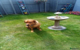 Labrador Retriever dogs for sale: Fox red Labrador Retreiver - Image 3