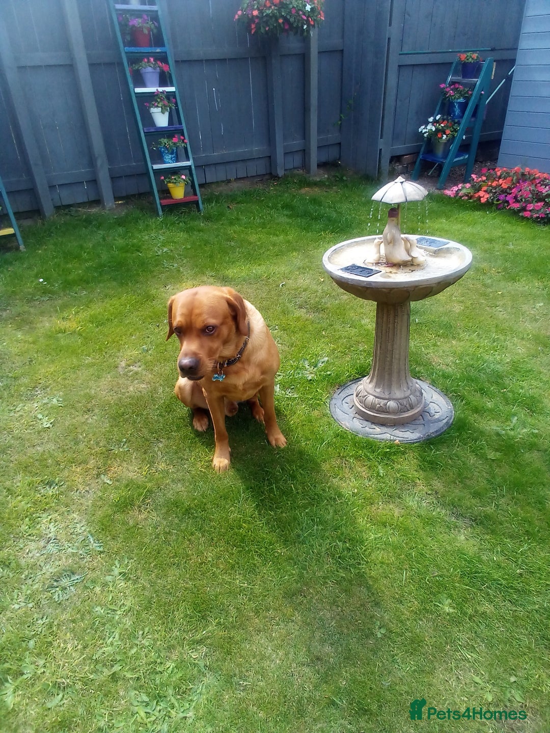 Labrador Retriever dogs for sale: Fox red Labrador Retreiver - Image 3