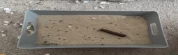 Gerbil rodents for sale: 5 month male gerbils for sale  - Advert 11