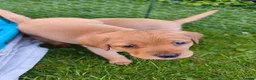 Labrador Retriever dogs for sale: Gorgeous fox red/yellow labrador pups - Advert 4