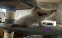 Ragdoll cats for sale: Ragdoll kittens - Image 9