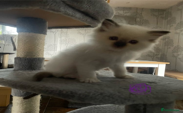 Ragdoll cats - Advert 3