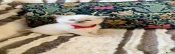 Ragdoll cats for sale: Beautiful bicolour & point Ragdoll kittens  - Advert 22