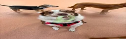 Border Collie dogs for sale: Our beautiful boy spud  - Advert 5