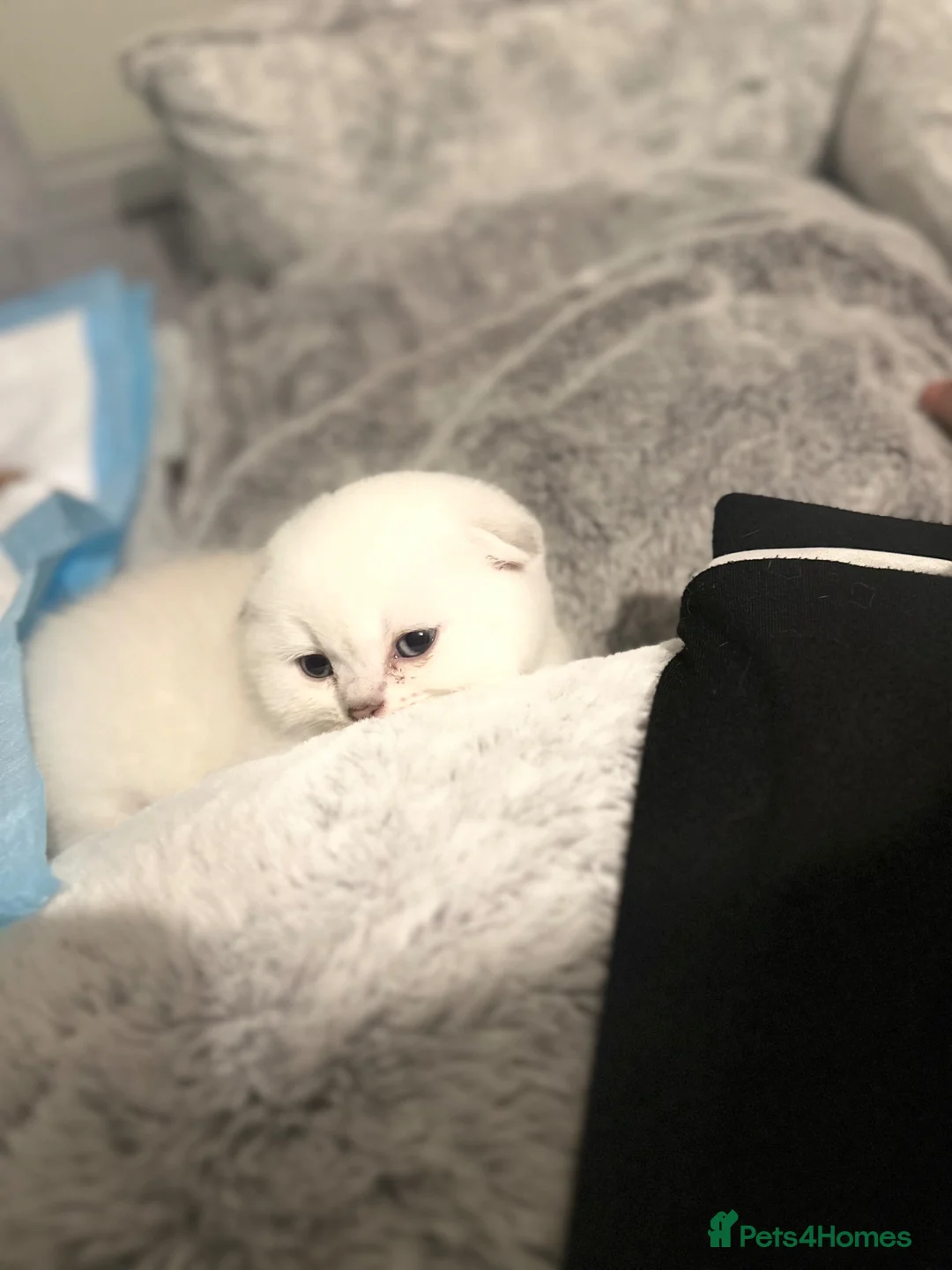 Scottish Fold cats for sale: Cute Scottish Fold Kitten Ready for a Loving Home in Cambridge - Advert 2