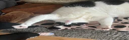 Domestic Shorthair cats for sale: Gentle 7YO Neutered Male Cat  - Advert 2