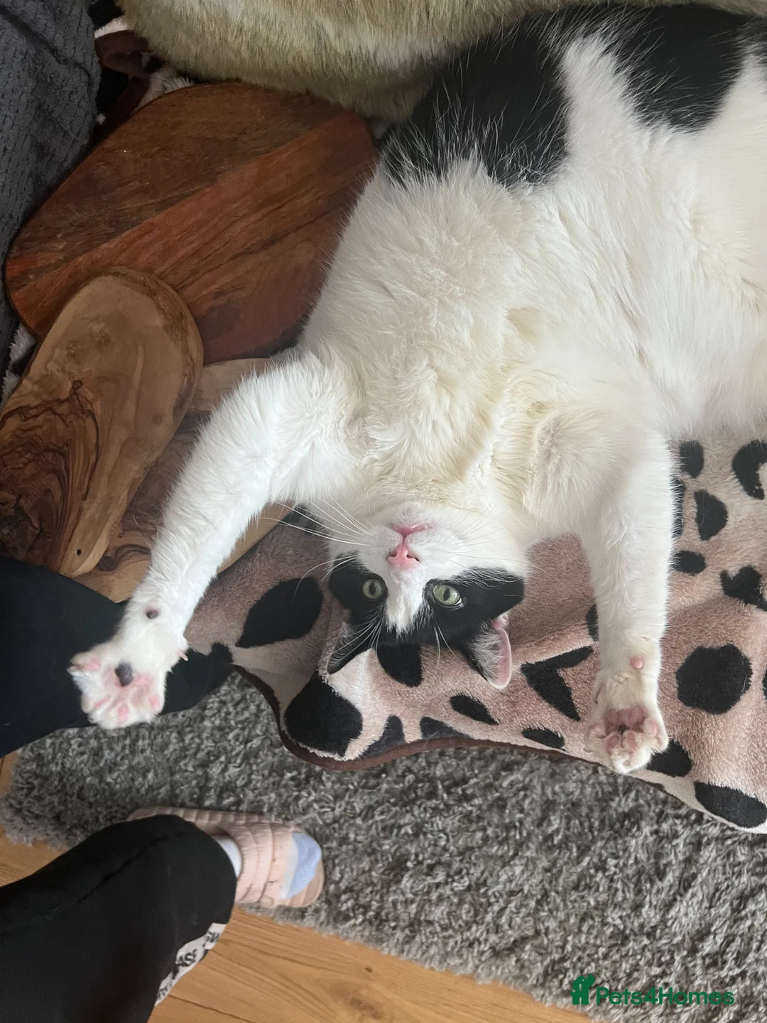 Domestic Shorthair cats for sale: Gentle 7YO Neutered Male Cat  - Advert 2