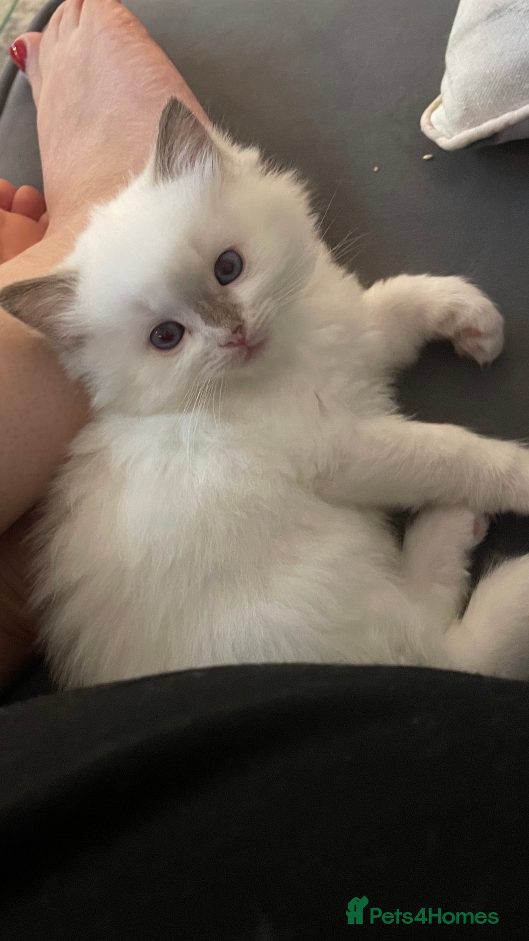 Ragdoll cats for sale: *ALL SOLD* gorgeous ragdoll kittens  - Image 10