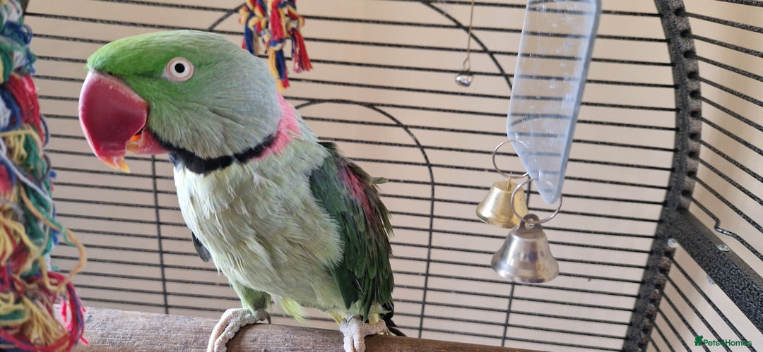 Parrots birds for sale: Billy the Alexandrine Parrot - Image 2