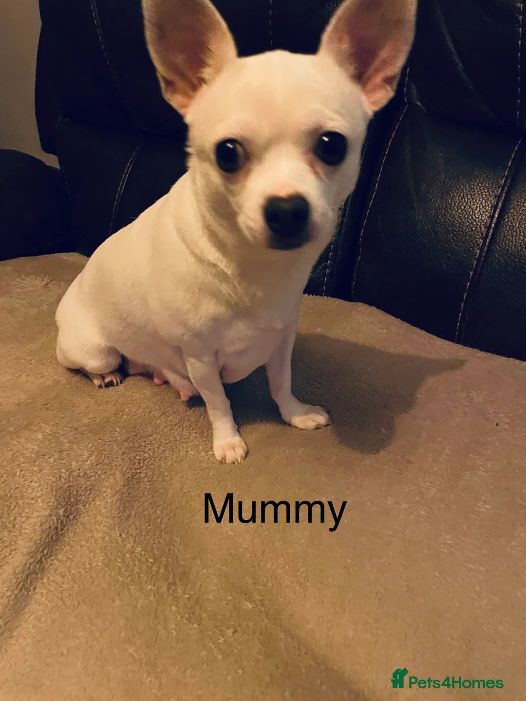 Chihuahua dogs for sale: Beautiful chihuahua puppys - Advert 5