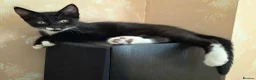 Mixed Breed cats for sale: Black and white male kitten - Advert 2