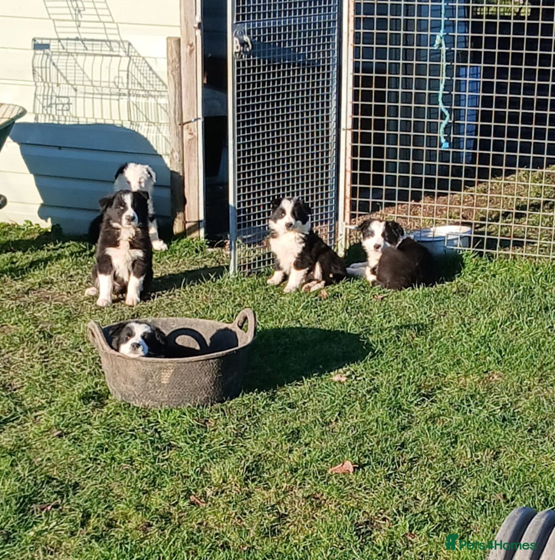 Border Collie dogs for sale: Long coated traditional border collie pups - Advert 1