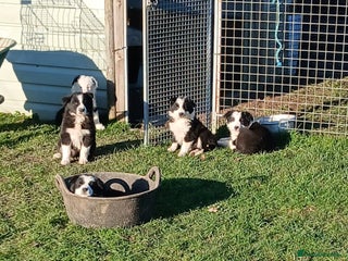 Border Collie dogs Long coated traditional border collie pups - Advert 1