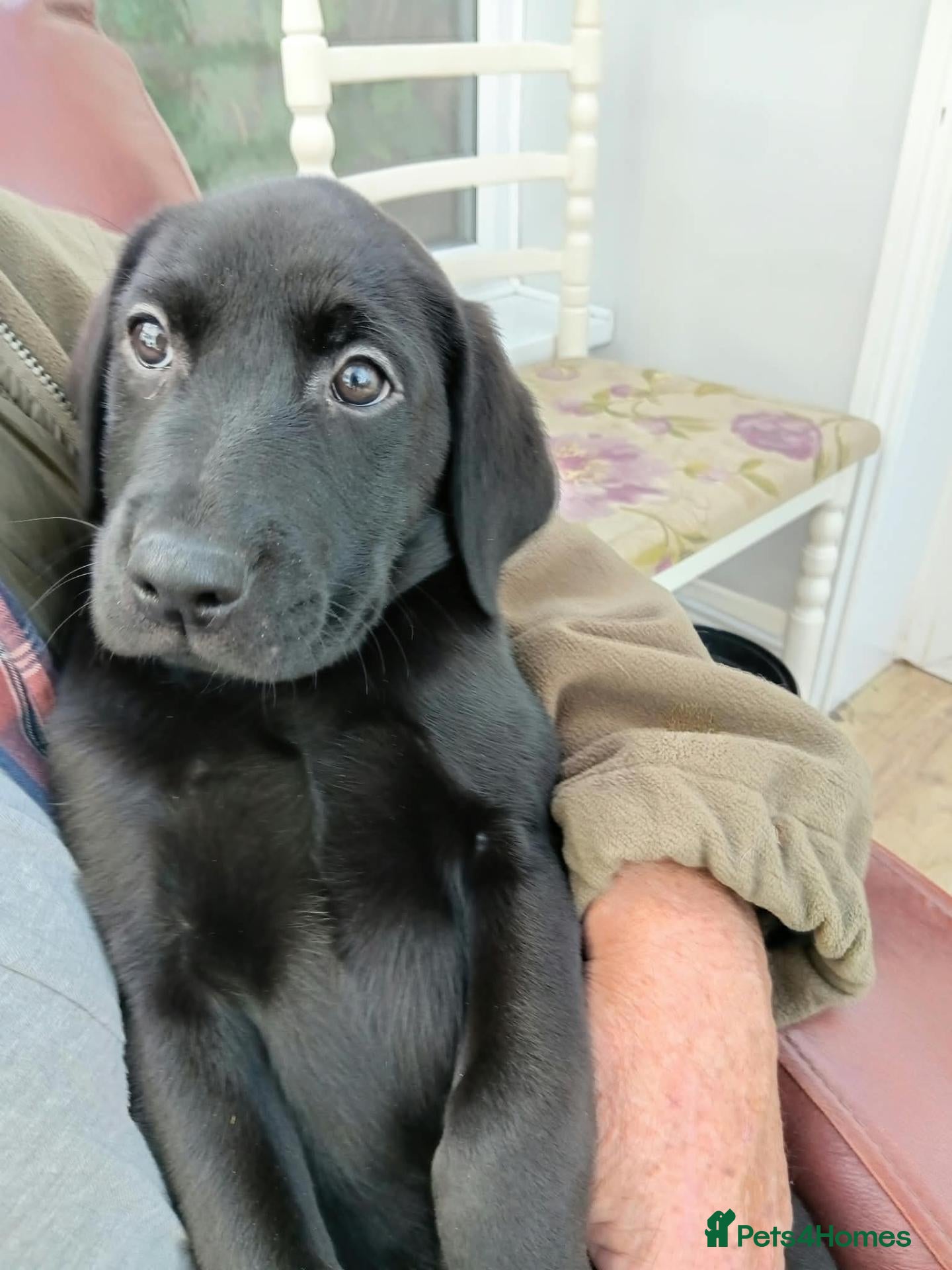 Labrador Retriever dogs Ready to go now Labrador pups for sale.  - Advert 10