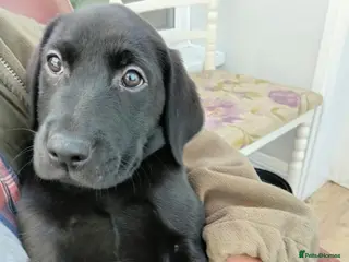 Labrador Retriever dogs Ready to go now Labrador pups for sale. - Advert 10