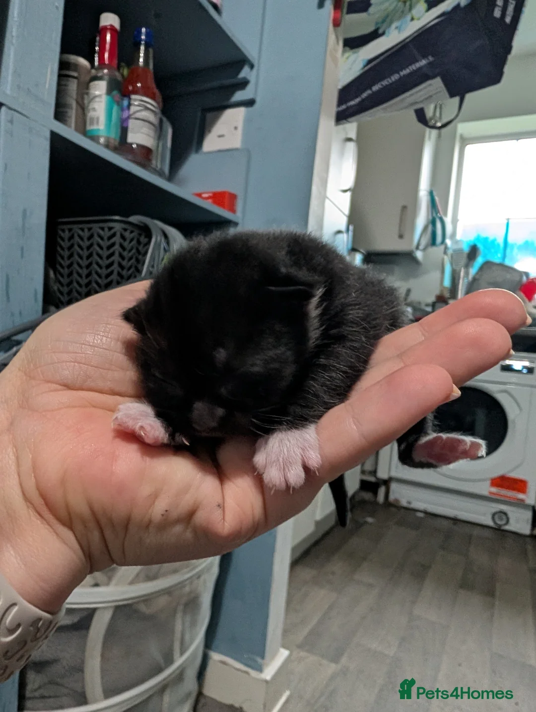 Domestic Shorthair cats for sale: Five kitten, 2 black, 3 tuxedo. Sexes not known - Advert 14