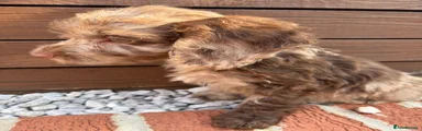 Chocolate Merle