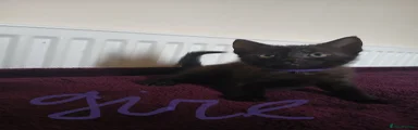 Mixed Breed Kitten 5
