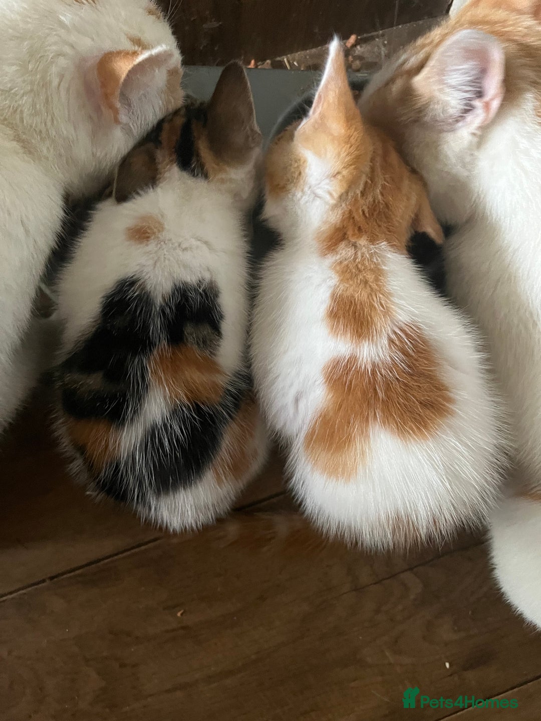 Mixed Breed cats for sale: Mixed litter  - Image 20