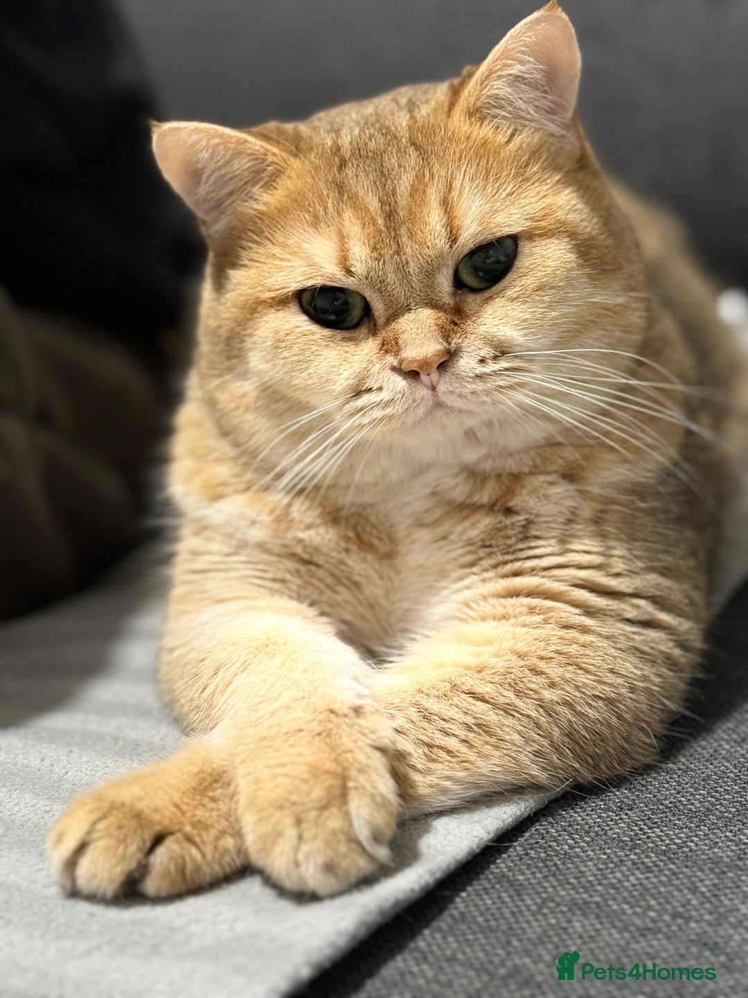 British Shorthair cats for stud: Gold BRI ny12 Stud in Derby - Advert 11