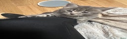 Mixed Breed cats for sale: 3 little grey cuties  - Advert 14