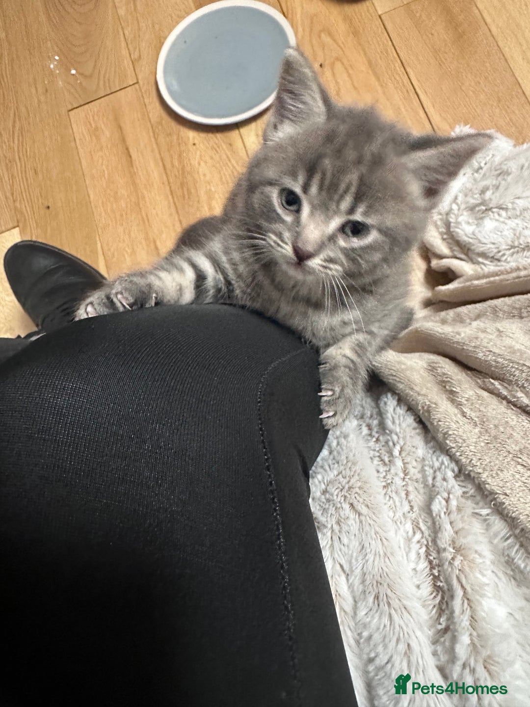 Mixed Breed cats for sale: 3 little grey cuties  - Advert 14