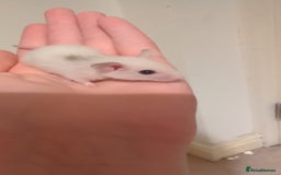 Rat rodents for sale: African soft fured rats babies and adults for sale - Image 2