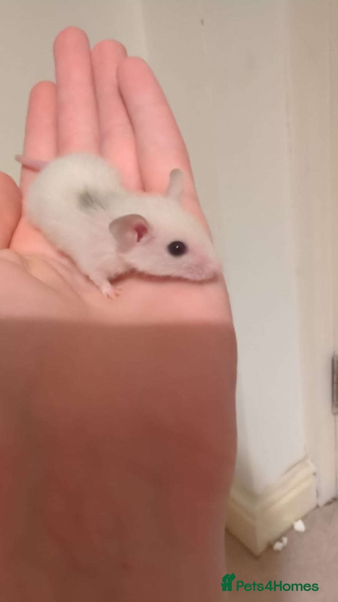Rat rodents for sale: African soft fured rats babies and adults for sale - Image 2