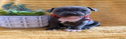 Staffordshire Bull Terrier dogs for sale: KC Blue Staffordshire bull terrier puppies  - Advert 7