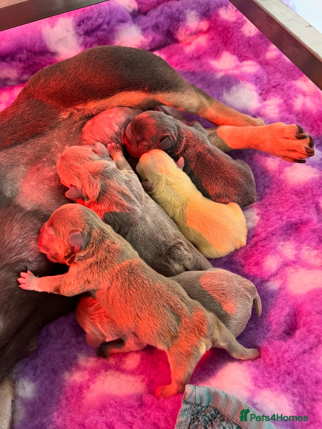 French Bulldog dogs for sale: Big Rope, Big Rope Fluffy & French Bullg - Advert 19