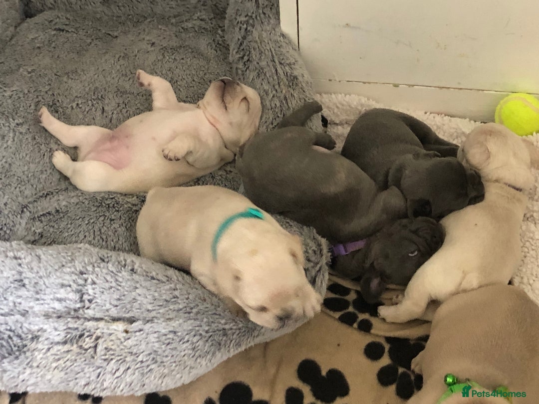 French Bulldog dogs for sale: French bulldog puppies in Manchester - Image 5